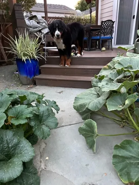 The poor pup is afraid to run the pumpkin vine gauntlet.
