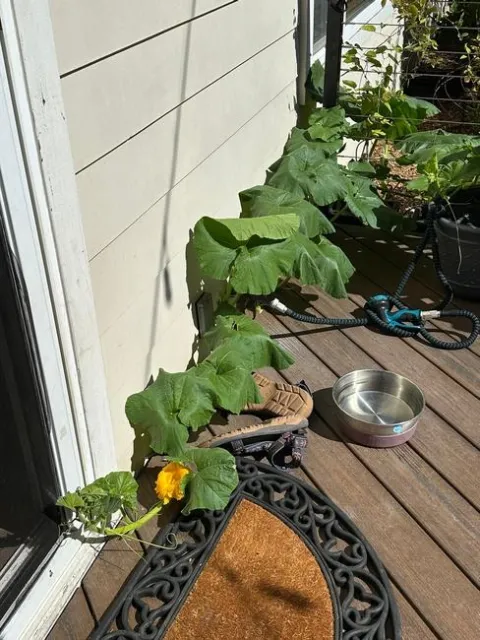 The vine actually made it into the house one day.