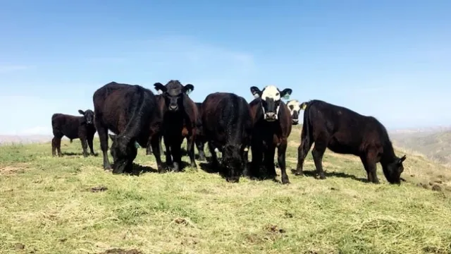 LivestockPassAdvertisement