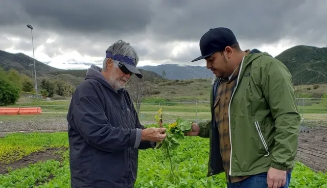 Thurman Howard, jardinero maestro (izquierda), habla sobre el cultivo de cubierta de rabanos daikon con Joe Ontiveros, funcionario de Preservación Histórica Tribal (derecha)