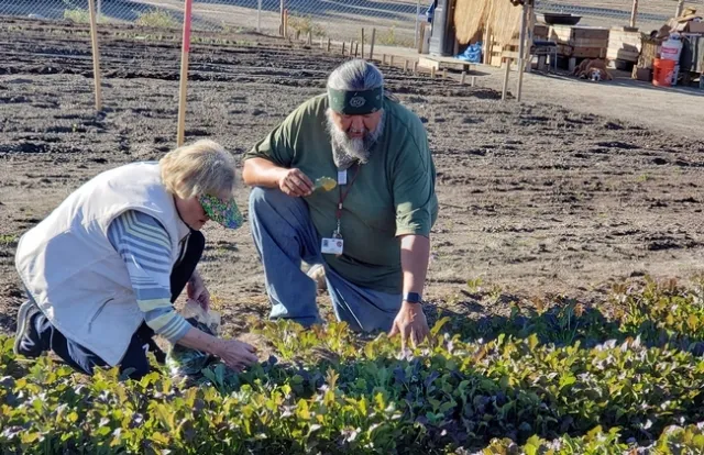 Marilyn Howard, jardinera maestra de UC (izquierda), maestro Eloyd Rodríguez, gerente del Huerto Cultural (derecha), inspeccionan un cultivo de lechuga.