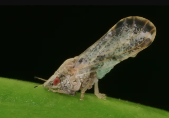 An adult Asian citrus psyllid