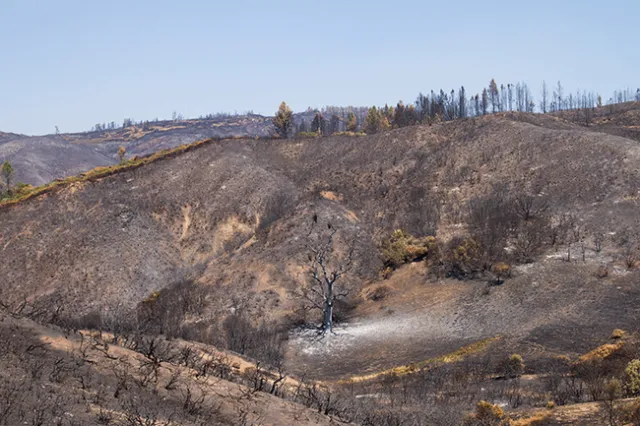 El incendio de Mendocino Complex produjo un calor extremo, dejando desoladas partes del Centro de Investigación y Extensión Hopland, las cuales lucían cubiertas de cenizas como un “paisaje lunar”. Fotografia por Phoebe Parker-Shames
