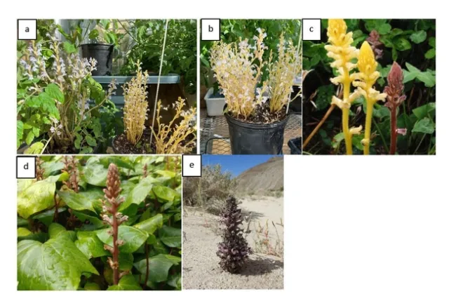 Figure 1: Broomrape species a: Egyptian broomrape (left) grown in bio-control greenhouse with branched broomrape (right), b: branched broomrape, c: two color morphs of small broomrape, d: ivy broomrape e: dessert broomrape