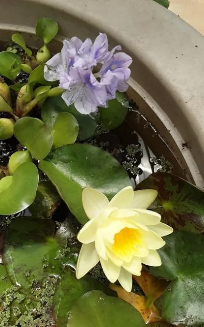 Photo by Phyllis Molnar