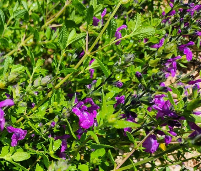 Photo by Polly Nelson