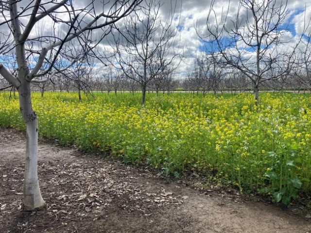 Mustard blend cover crop stand in a walnut orchard in March.