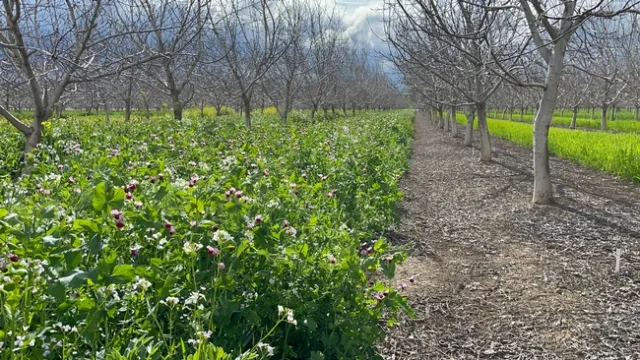 Legume, mustard, and grass cover crop mix stand