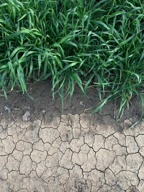 Moisture in the soil visible under the winter triticale cover crop.