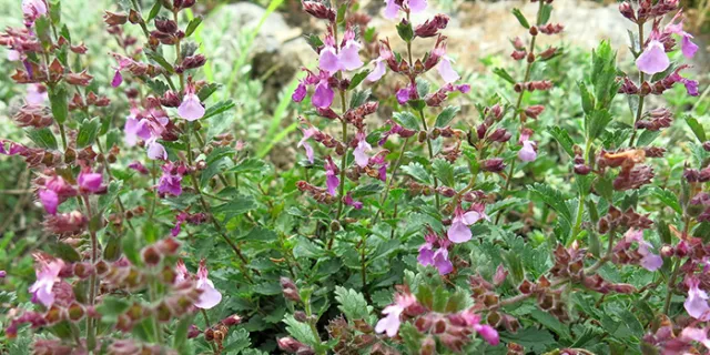 Teucrium chamaedrys (wall germander)