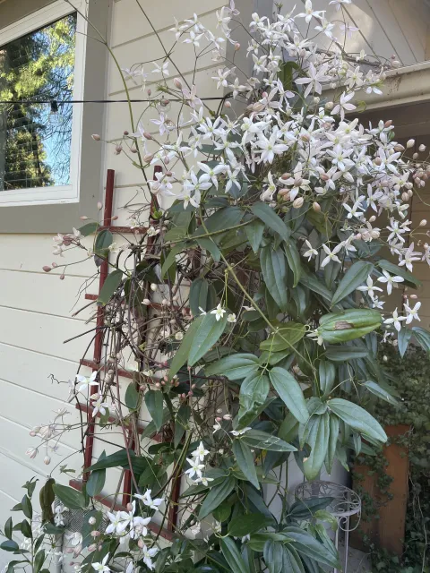 Perennial byChristineFlagler