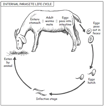 internal parasite life cycle- an illustrated guide to sheep and goat production