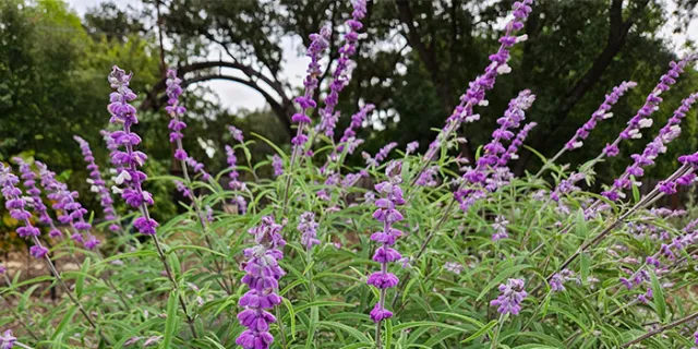 Mexican bush sage (Salvia leucantha)