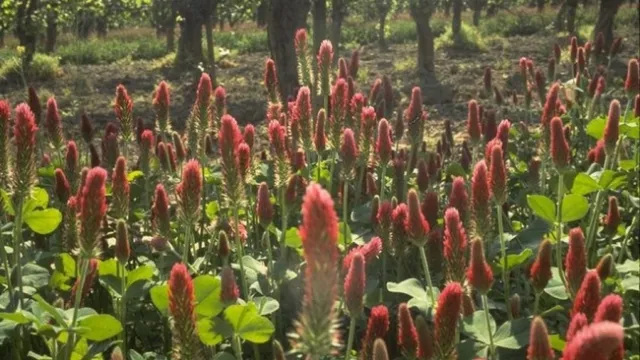 Crimson Clover - UC SAREP Bob Bugg