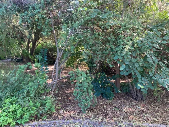 There's no need to rake all the leaves that fall on garden beds. They can be used as mulch. (Photo: Jeannette Warnert)