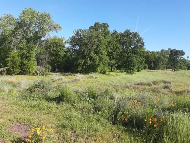 Verbena Fields Oak Vista. Laura Lukes