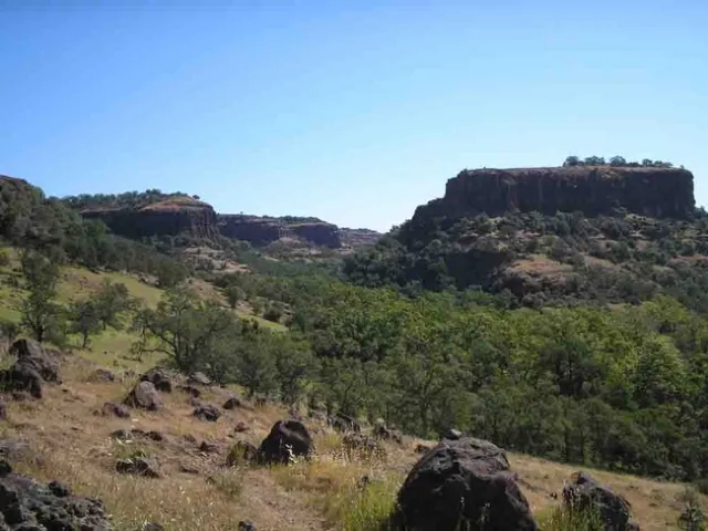 Blue oaks are thick along Dye Creek and atop Campo Seco. Laura Lukes