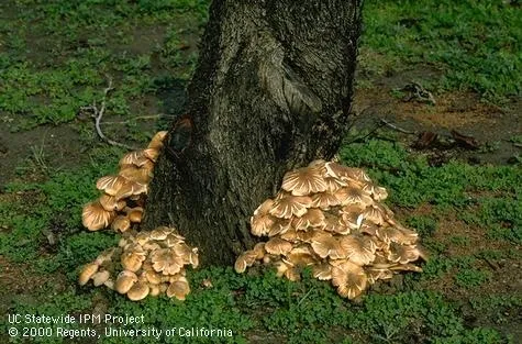 Mushrooms - symptom of Armillaria root rot (oak root fungus). Jack Kelly Clark. UC IPM.