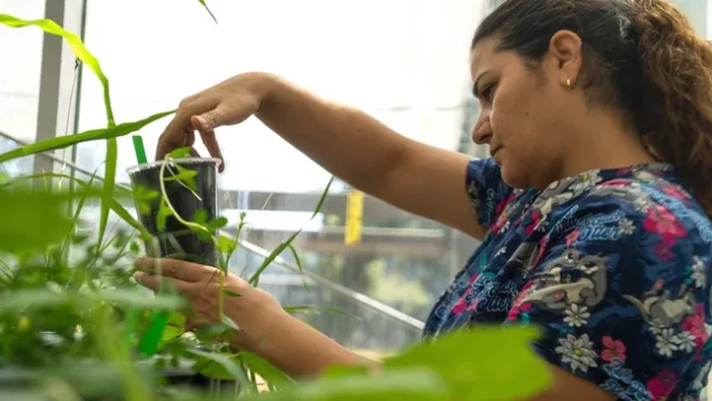 Photo 1: Postdoctoral scholar Pershang Hosseini, in the Department of Plant Sciences, examines a specimen inside the Contained Research Facility at UC Davis, where research projects look for ways to control and learn more about the devastating parasitic weed Orobanche ramosa, commonly called branched broomrape. (Jael Mackendorf/UC Davis)
