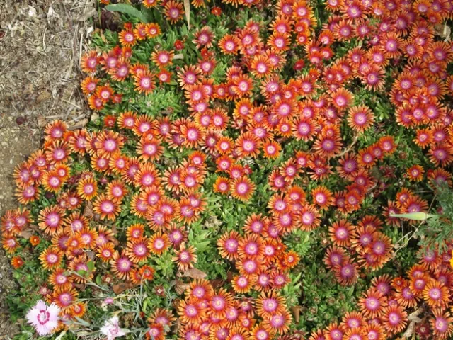 A mass of orange and yellow flowers.
