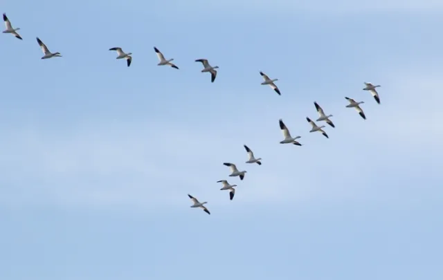 Blue sky with a dozen birds flying together.