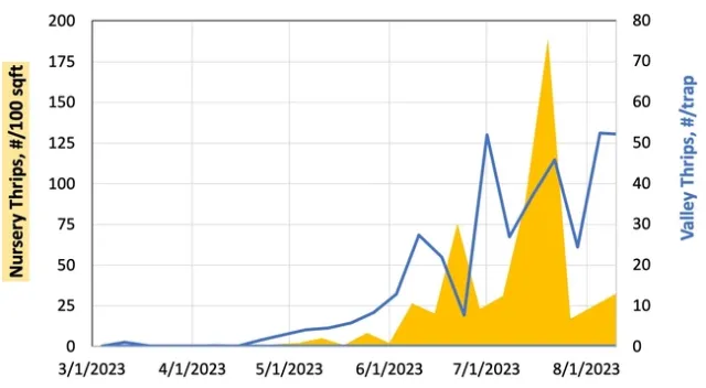 Lettuce transplants in a local transplant nursery and a showing INSV symptoms just two weeks after planting in the field