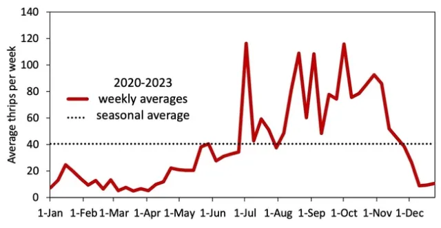 A line chart from January through December, with a dashed line showing the average thrips counts across all timepoints in 2020-2023 (around 40 thrips per trap) and a red line (weekly averages) that starts below the dashed line, increases and crosses over the dashed line in July, and remains above the dashed line until December