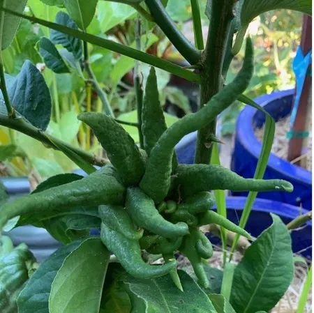 Photo of Buddha's Hand citrus