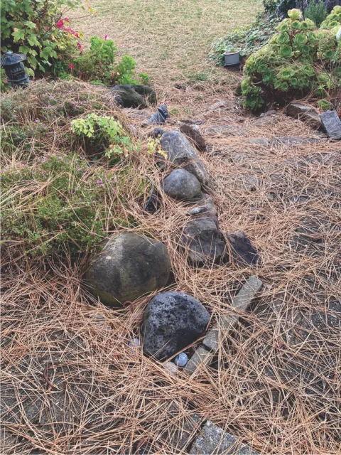 A couple of days worth of needle fall from a ponderosa pine