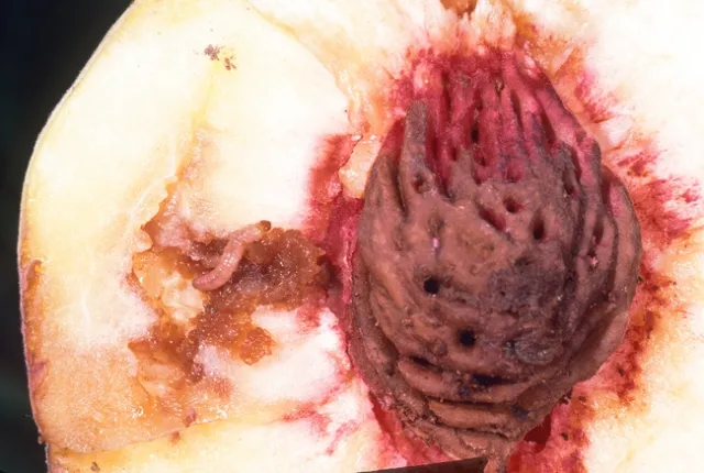 oriental fruit moth larvae damage a peach