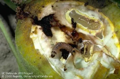 Codling moth larvae inside a walnut. Photo by Jack Kelly Clark