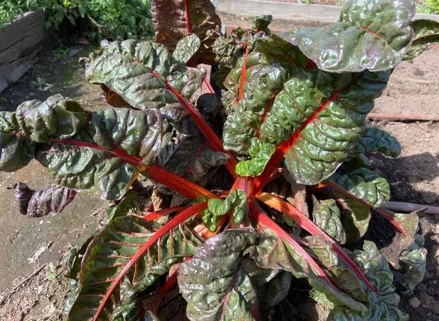 September plantings of Swiss chard, a healthy and delicious leafy green, are ready for harvest now. (Photo: Nancy Devaurs)