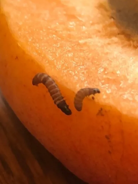 ptb larvae
