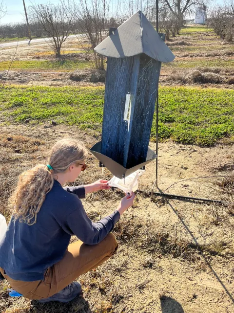 Lab manager Reva Scheibner checks a hanging panel trap to see if leaffooted plant bugs are attracted to a new experimental pheromone lure.