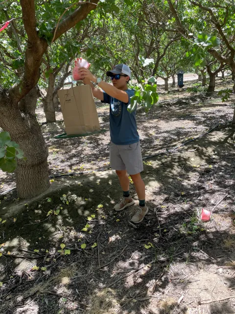 Postdoctoral scholar Jean Liu releases sterile navel orangeworm to evaluate the effects of new external dyes for marking insects.