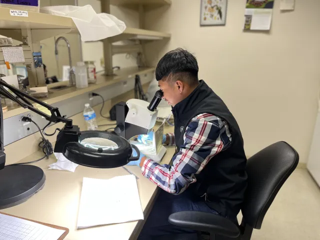 Lab assistant German Camacho counts navel orangeworm on a sticky liner from an orchard pheromone trap.