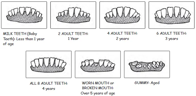 sheep teeth- an illustrated guide to sheep and goat production