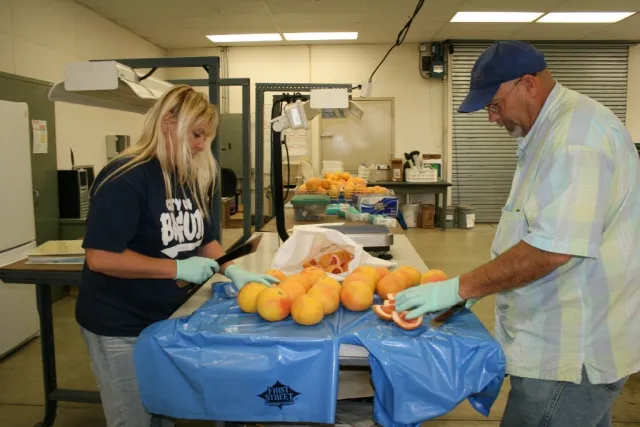 Keri and David processing grapefruit samples for freezing, storing and shipping to analytical laboratory.