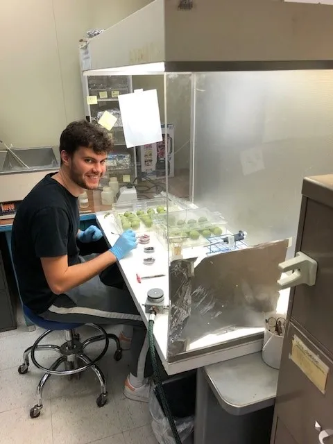 Student Thomas Calmon inoculating walnuts.