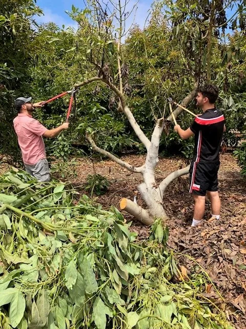 Alberto Fiorenza and Thomas Calmon cutting samples of avocado with branch canker caused by Botryosphaeria fungi.