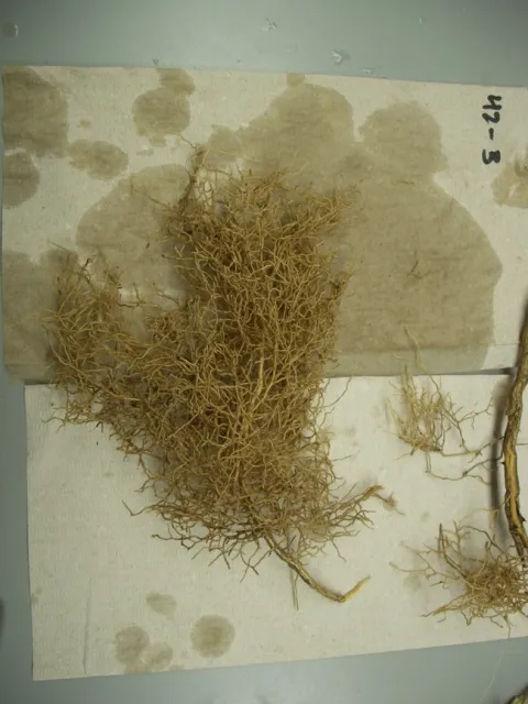 healthy citrus roots