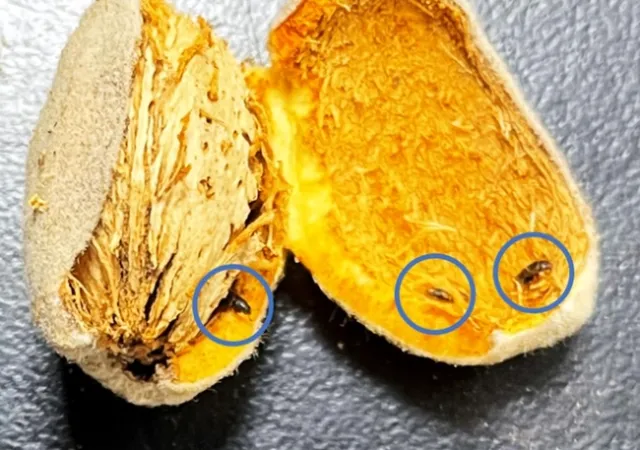 Beetles inside of an almond