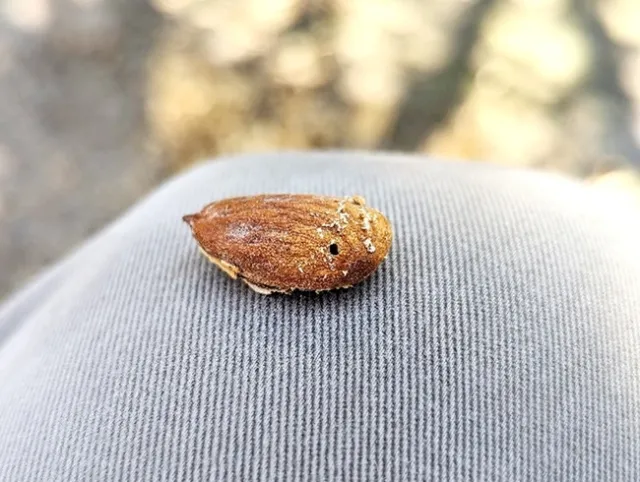 Almond showing an oval-shaped tunnel