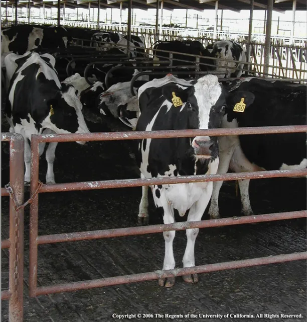 Black and white dairy cows
