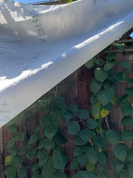 Photo of covered Bougainvillea plant