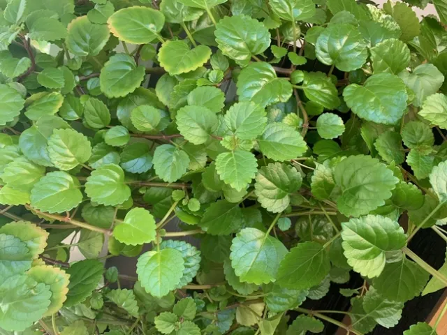 Photo by Deborah Light-Pacheco