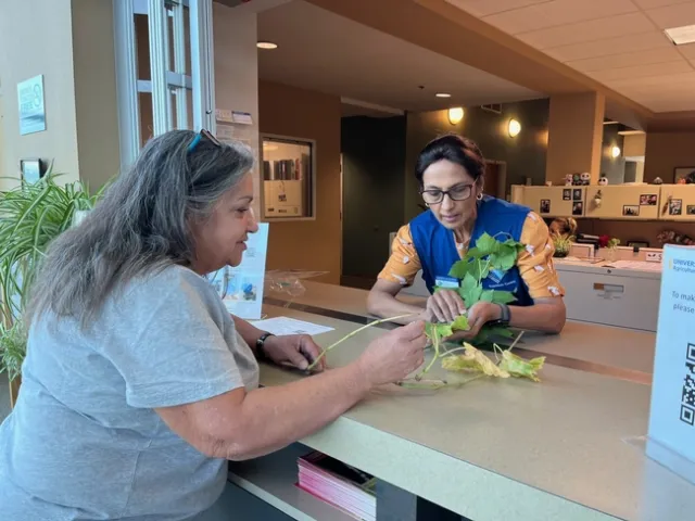 Woman examining a plant.