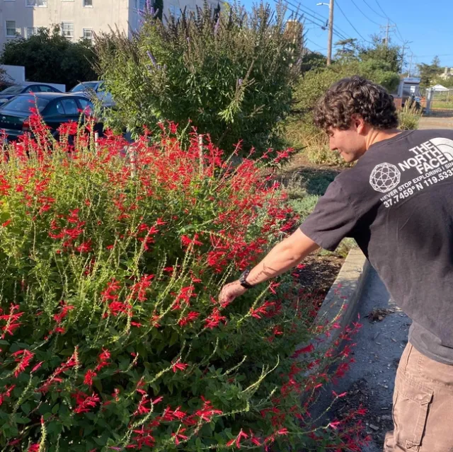 Assistant Researcher Jerid Vega with Pineapple Sage (Salvia elegans) at the Urban Bee Lab Garden in Berkeley, CA