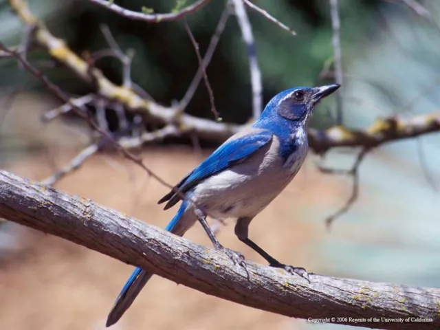 Scrub jays are common garden birds. (Photo: UC ANR)