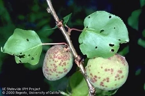 Photo of shot hole on apricot fruit